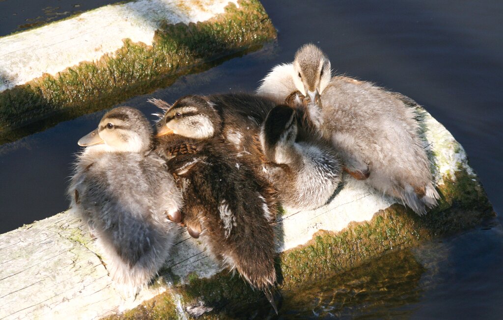 Hausboot - Uitgeest , Niederlande - HNH248 27