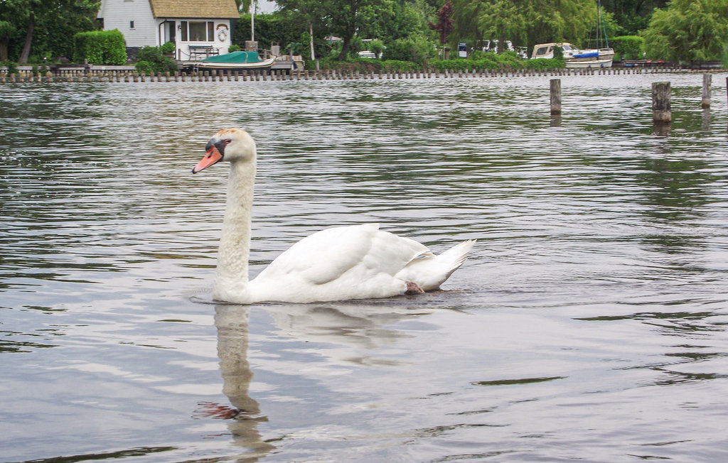 Ferienhaus - Breukelen , Niederlande - HUT026 15