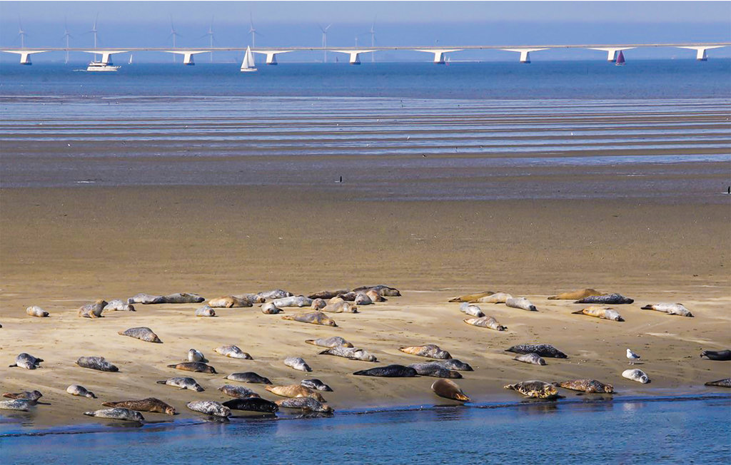 Feriehuse - Sint-Annaland , Holland - HZE189 34