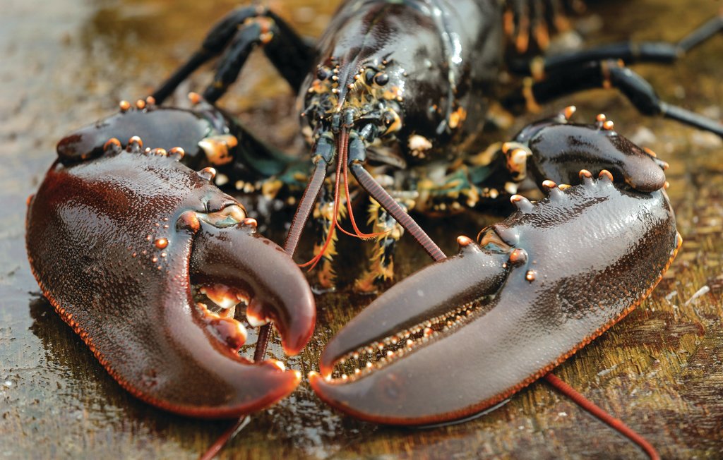 Ferienwohnung - Breskens , Niederlande - HZE092 15