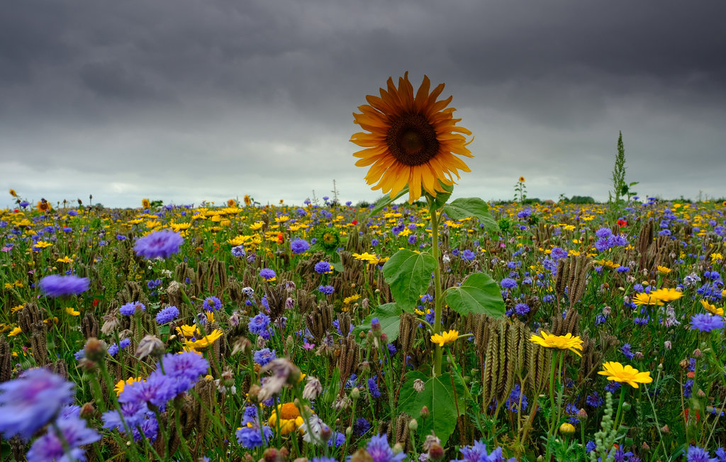 Ferienhaus - Zonnemaire , Niederlande - HZE104 26