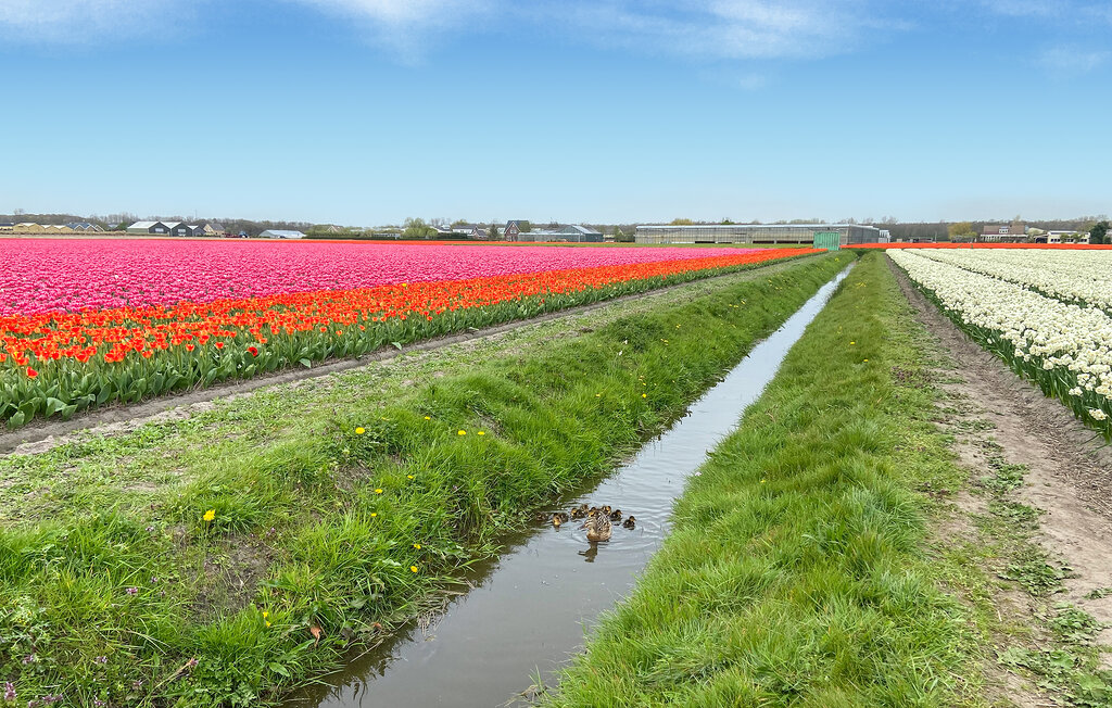 Domy wakacyjne - Noordwijk aan Zee , Holandia - HZH277 29