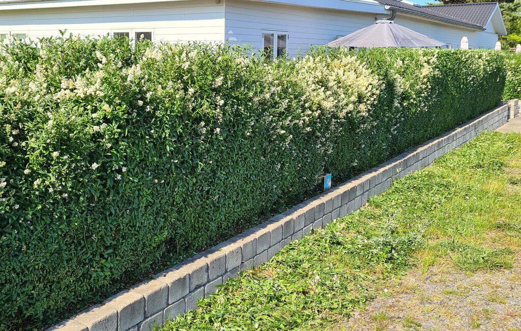 Ferieleilighet - Balka , Danmark - I50006 10