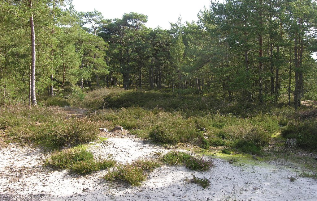 Ferienhaus - Dueodde , Dänemark - I51850 16