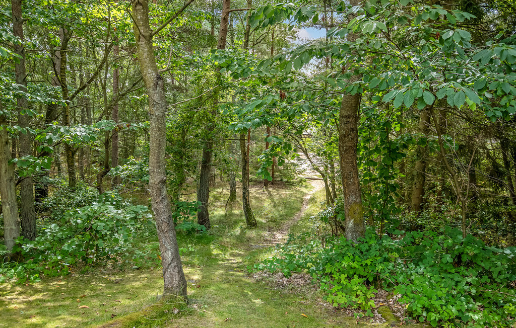 Feriehus - Dueodde , Danmark - I51575 18