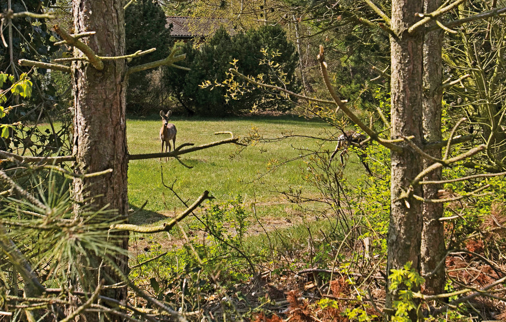 Feriehus - Østre Sømark , Danmark - I52517 15