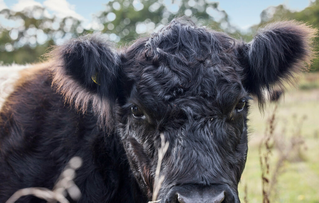 Ferienhaus - Aakirkeby , Dänemark - I53124 15