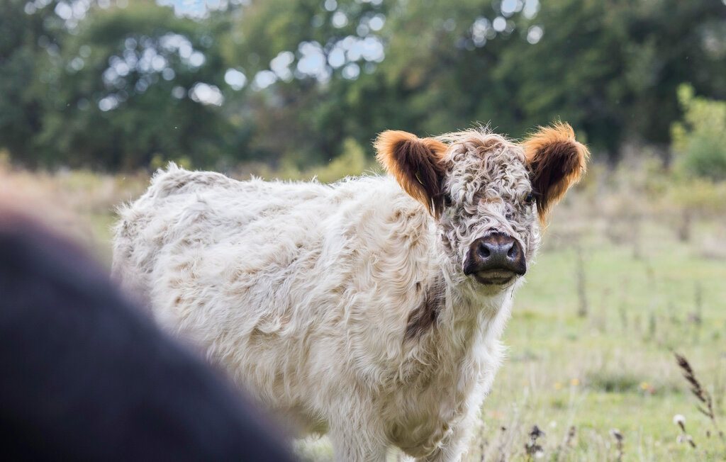 Ferienhaus - Aakirkeby , Dänemark - I53124 16