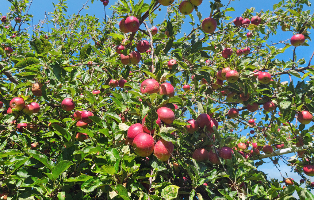 Feriehuse - Tejn , Danmark - I56193 21