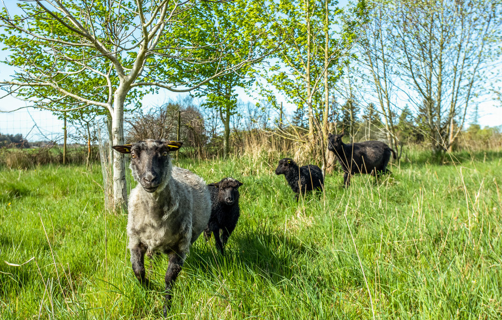 Lejlighed - Rø , Danmark - I57060 19