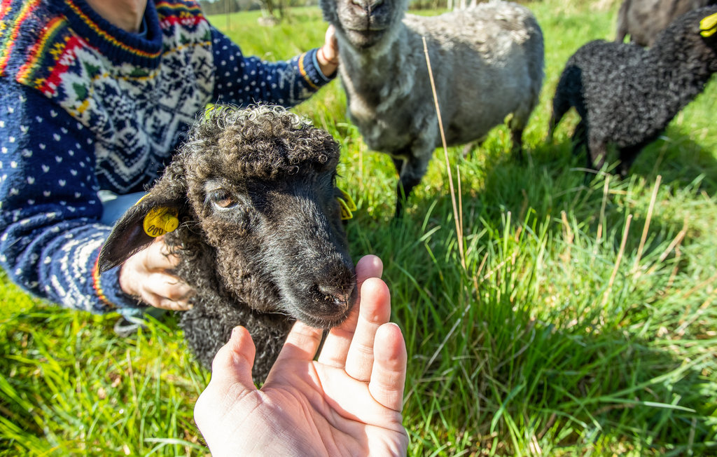 Lejlighed - Rø , Danmark - I57060 20