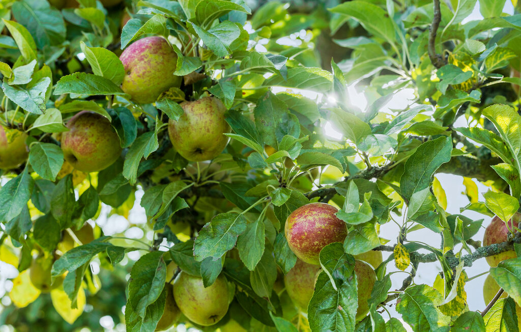 Feriehus - Bølshavn , Danmark - I58915 13