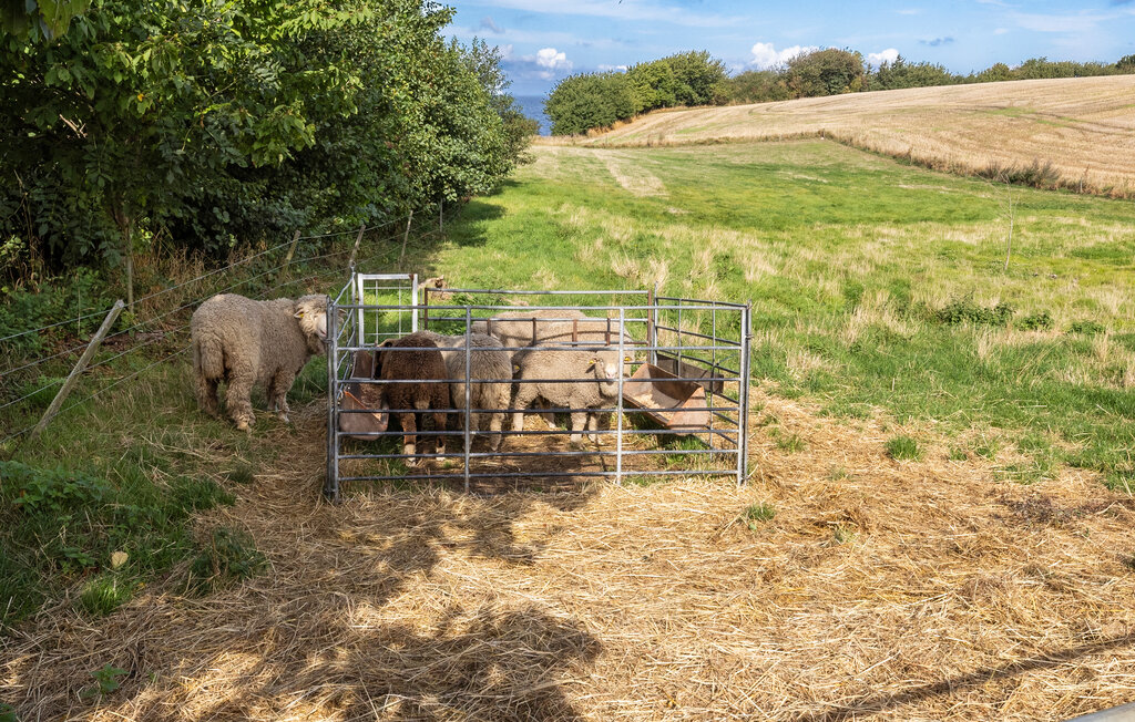 Ferienwohnung - Hasle , Dänemark - I61354 10