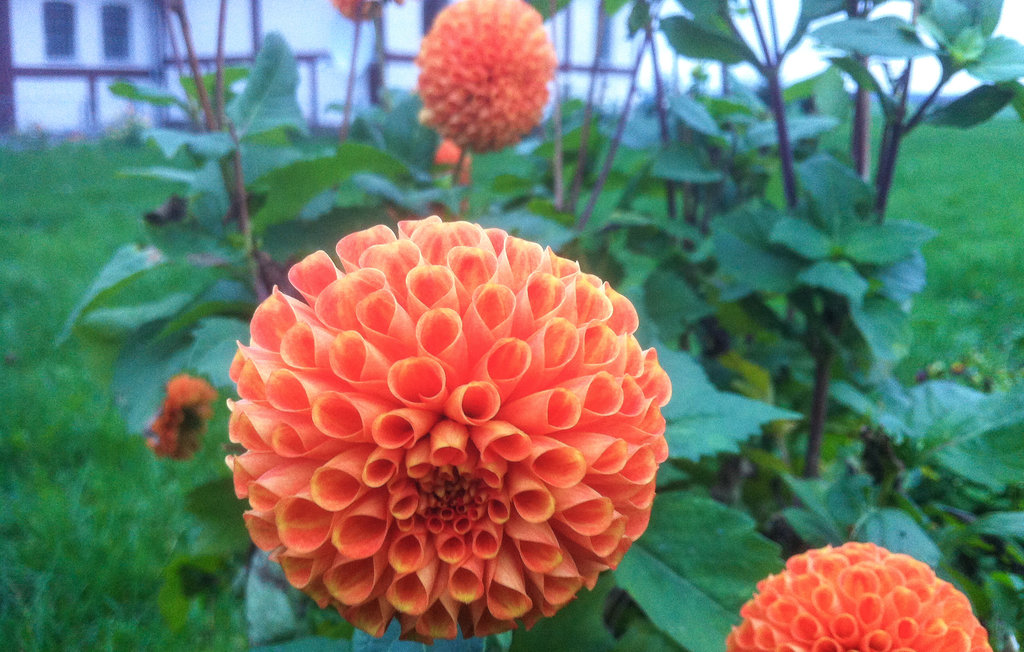 Ferienwohnung - Dueodde , Dänemark - I62871 23