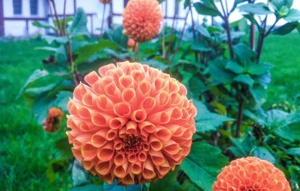 Ferieleilighet - Dueodde , Danmark - I62869 27