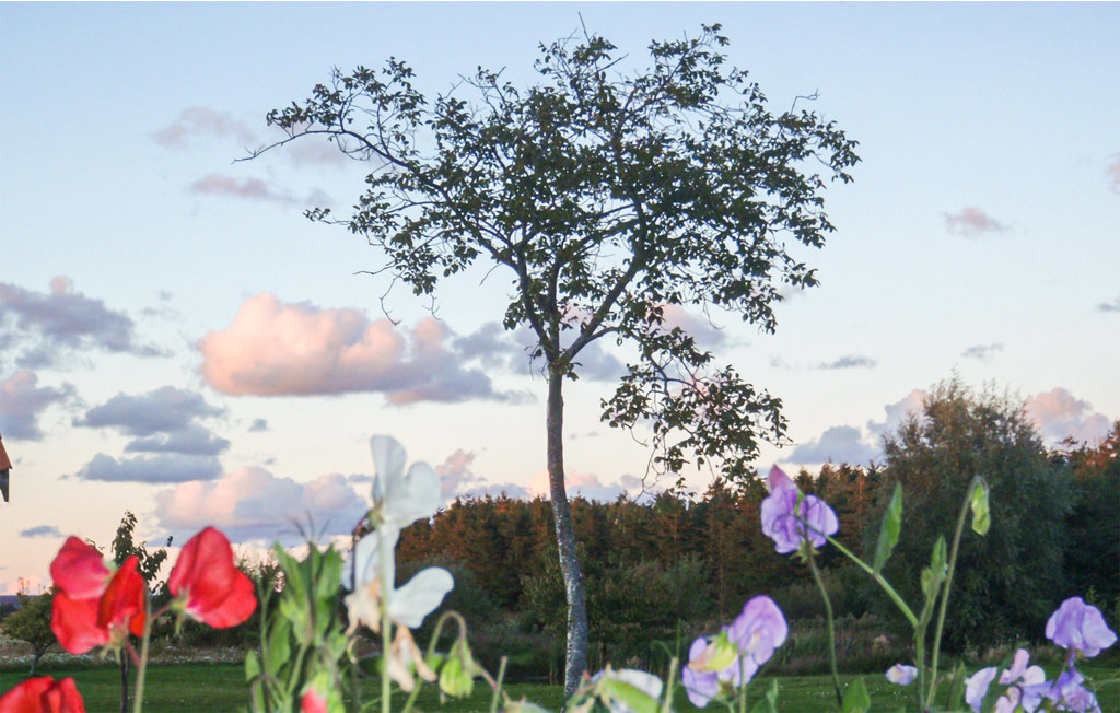Ferieleilighet - Dueodde , Danmark - I62870 30