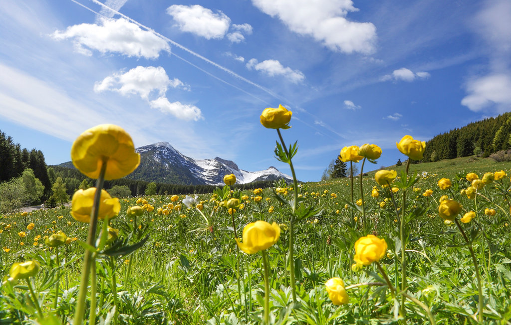 Ferienwohnung - Stenico , Italien - IDD432 6