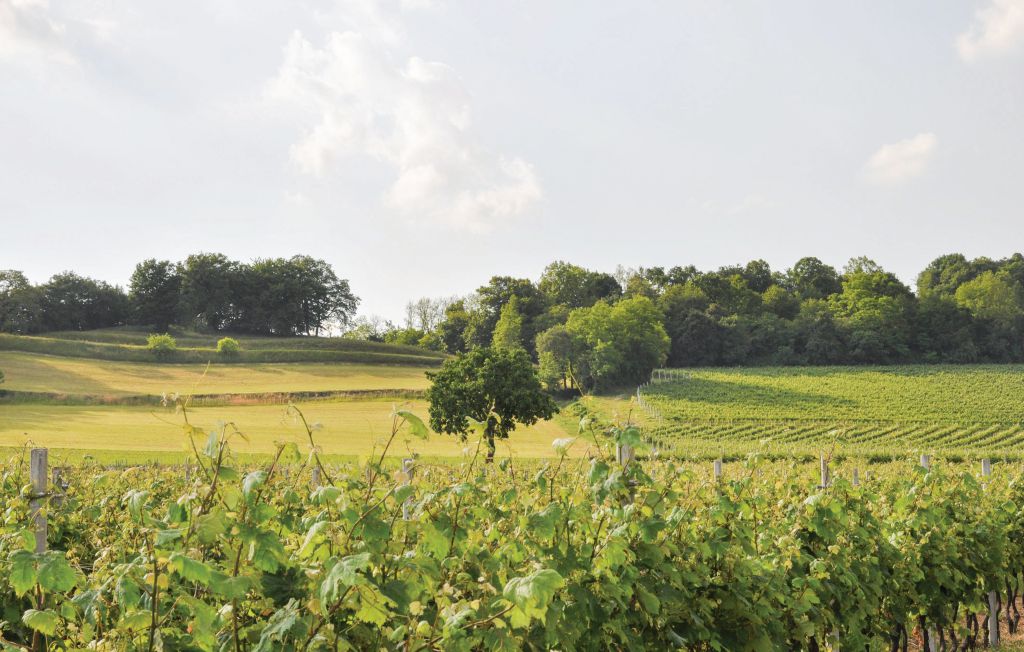 Ferienhaus - Moruzzo , Italien - IFC101 24