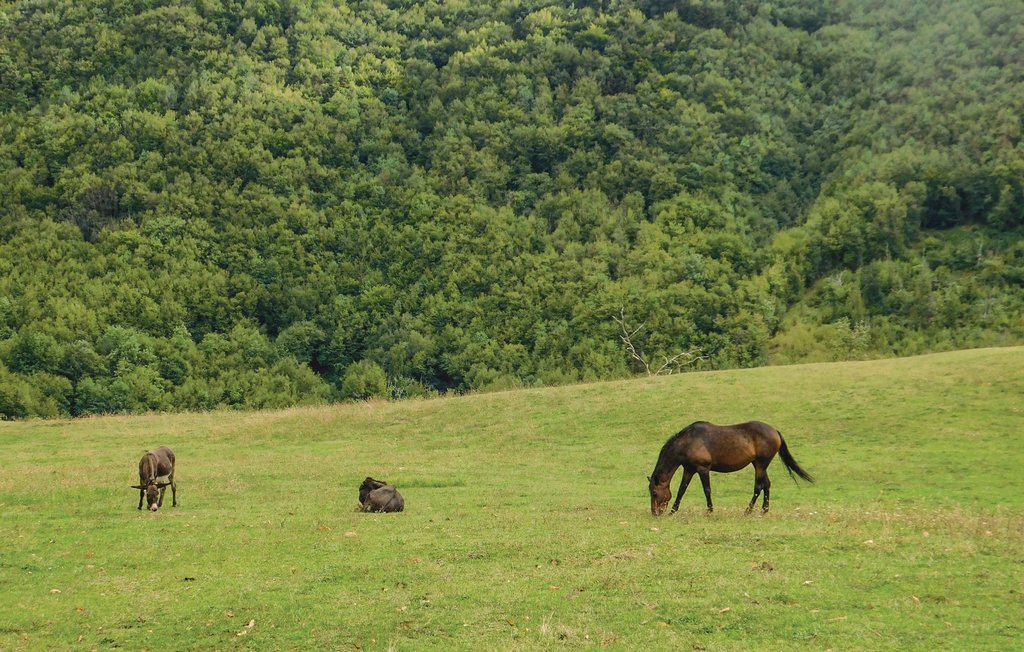 Ferienwohnung - Comano - Cinque Terre , Italien - ILL709 9