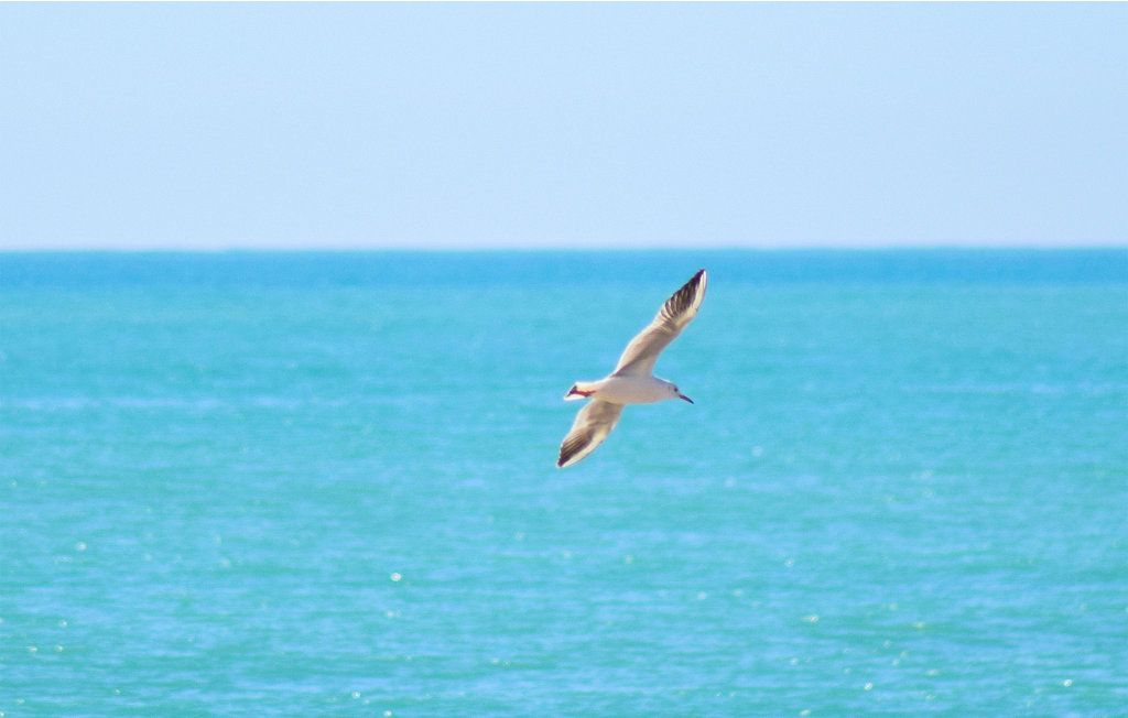 Ferienwohnung - Rapallo , Italien - ILL807 5