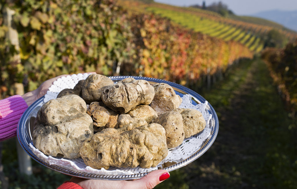 Semesterhus - Alba , Italien - IPL271 26