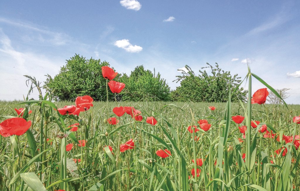 Semesterhus - Nizza - Monferrato , Italien - IPL217 24