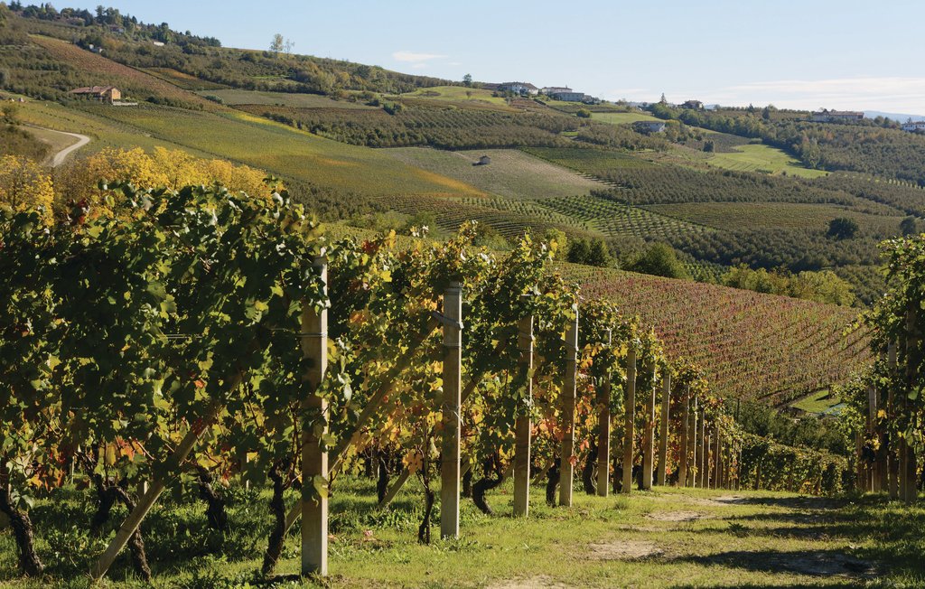 Ferienwohnung - Cisterna d'Asti , Italien - IPL102 24