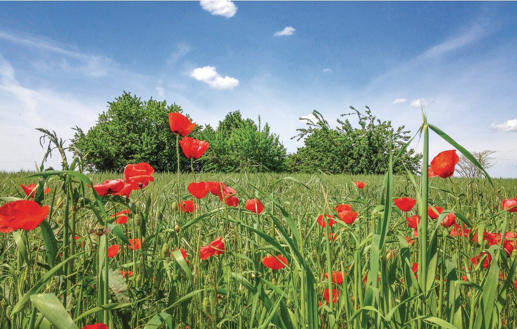 Ferienhaus - Cuccaro Monferrato , Italien - IPL221 29