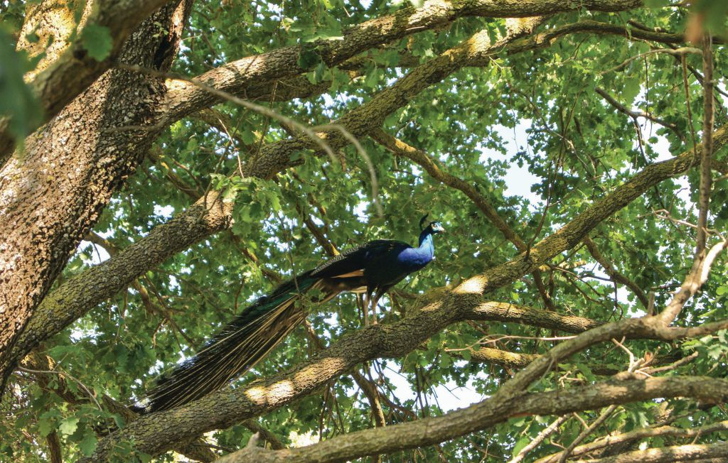 Feriehus - Ischia di Castro , Italia - IRU214 26