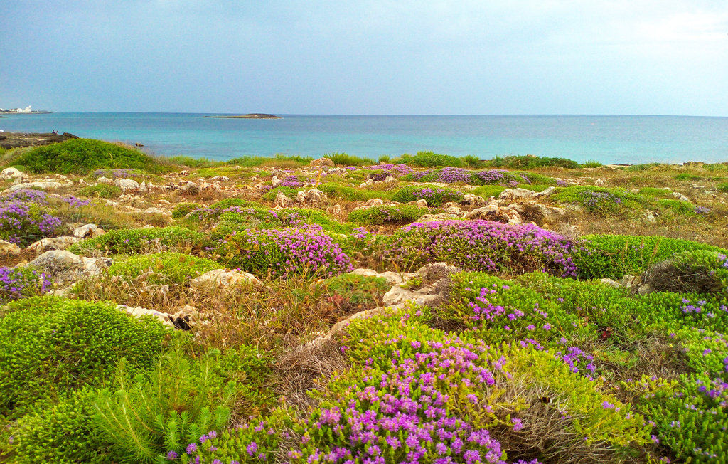 Ferienhaus - Cisternino , Italien - ISA531 9