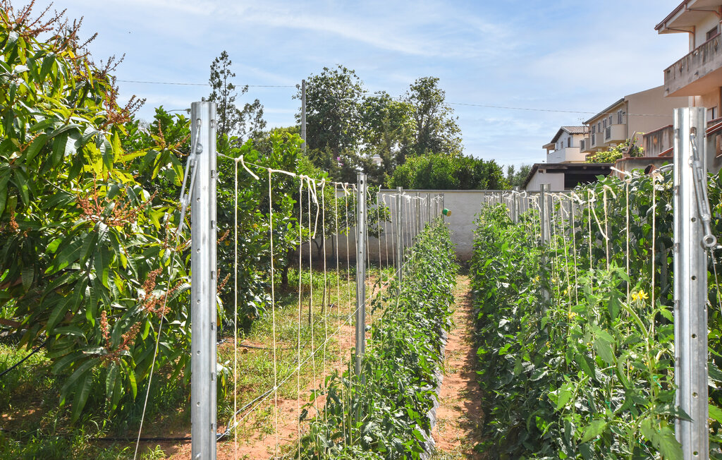 Ferienwohnung - Trappeto , Italien - ISP350 20