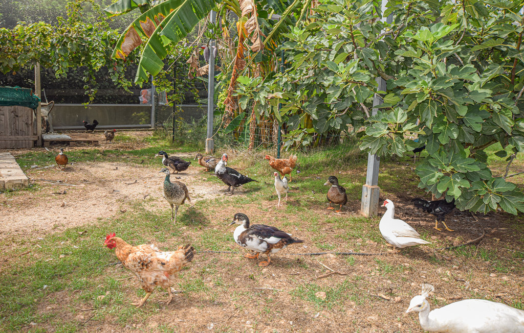 Semesterlägenhet - Punta Secca , Italien - ISR253 25