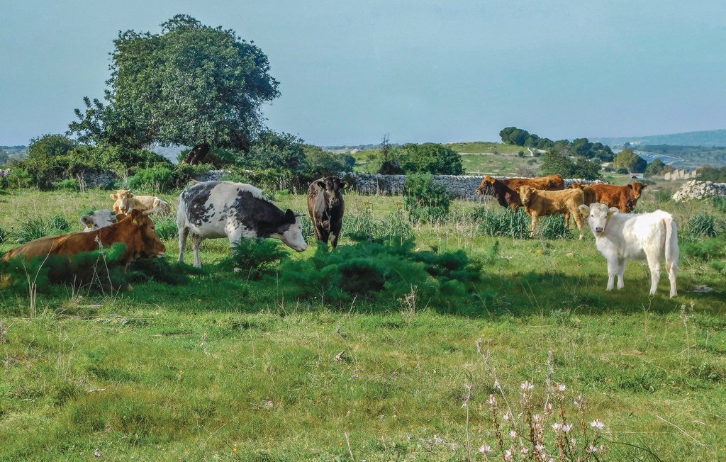 Ferienhaus - Chiaramonte Gulfi , Italien - ISR209 46