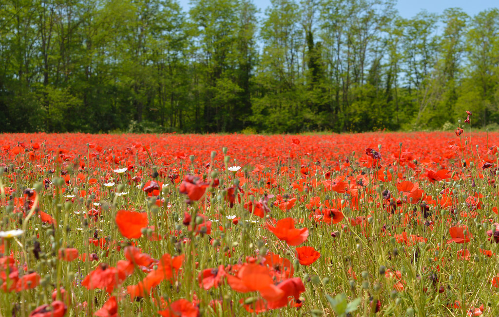 Semesterhus - Arezzo , Italien - ITA833 36
