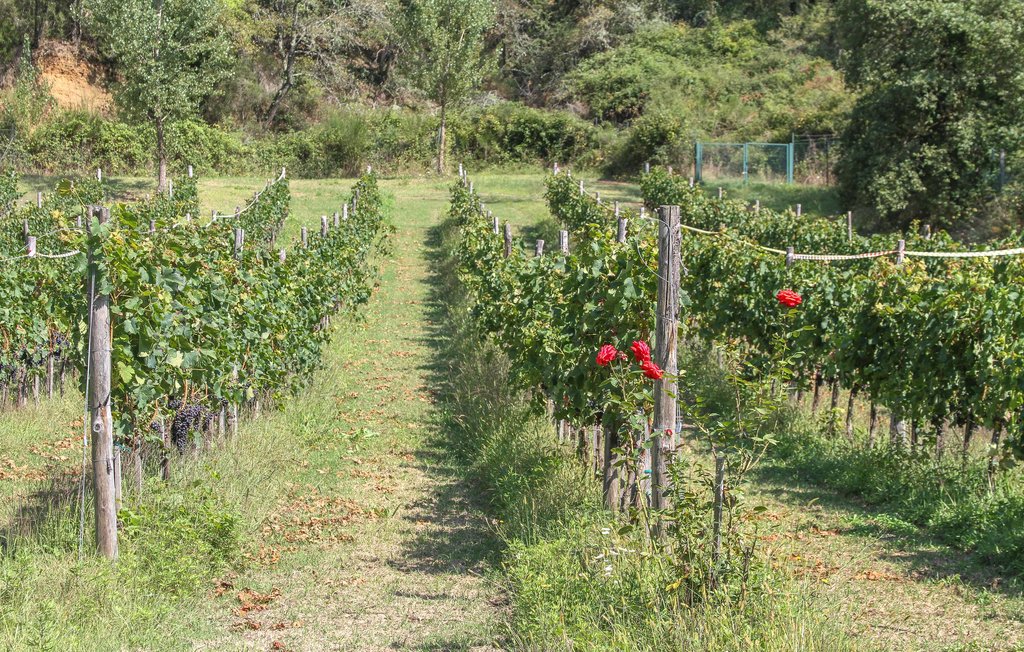 Feriehus - Gaiole in Chianti , Italia - ITC377 49