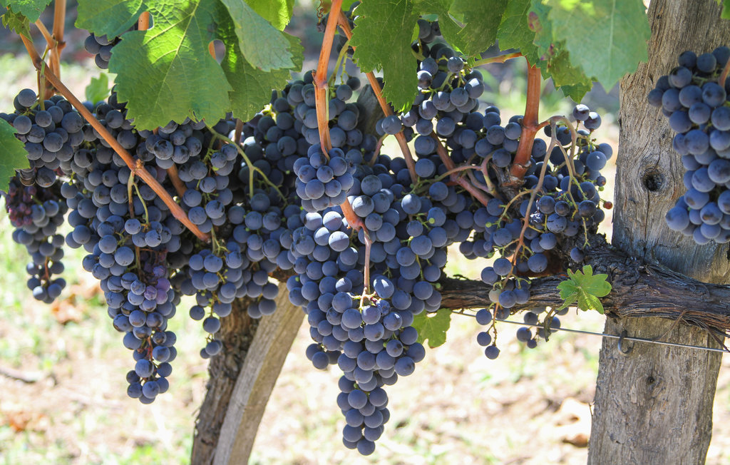 Feriehus - Gaiole in Chianti , Italia - ITC377 51