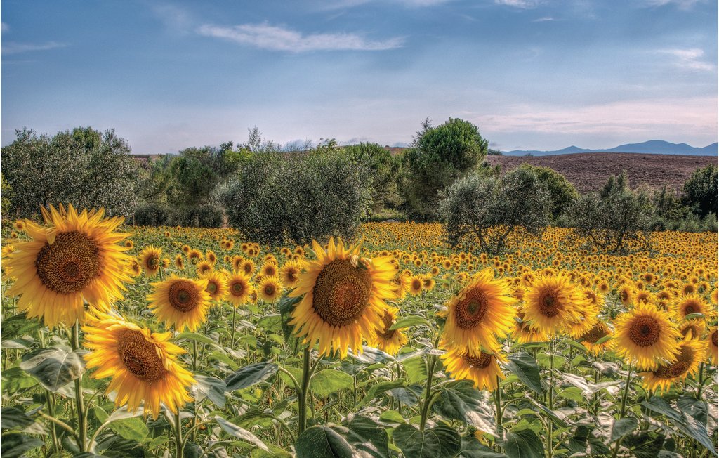 Semesterlägenhet - Castelfiorentino , Italien - ITF325 20