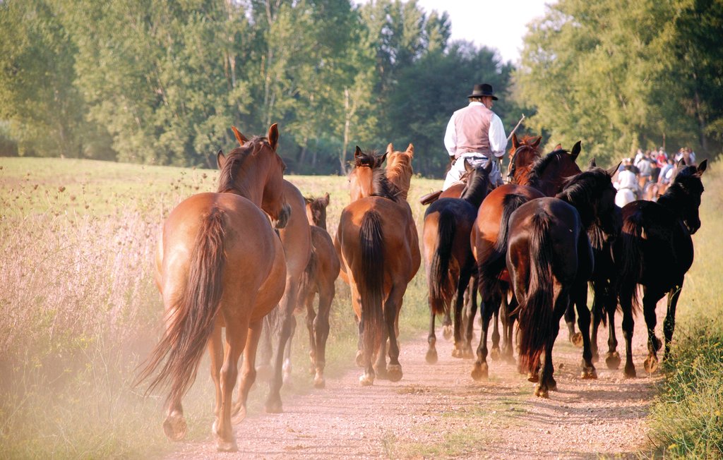 Ferienhaus - Paganico , Italien - ITG272 34