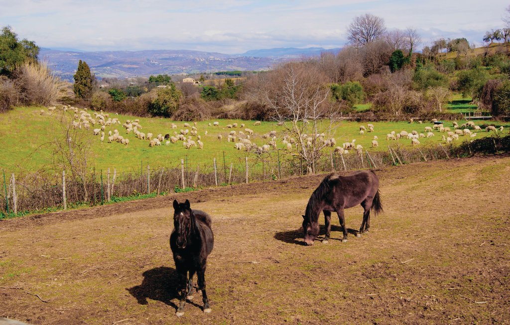 Ferienwohnung - Scansano , Italien - ITG287 13