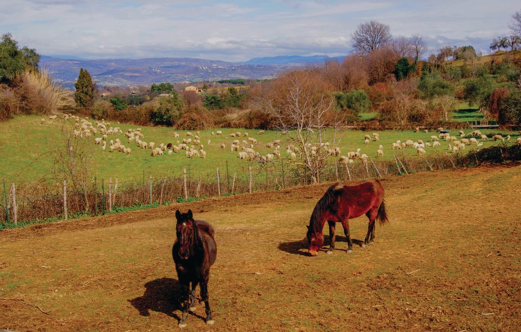 Semesterlägenhet - Scansano , Italien - ITG253 17