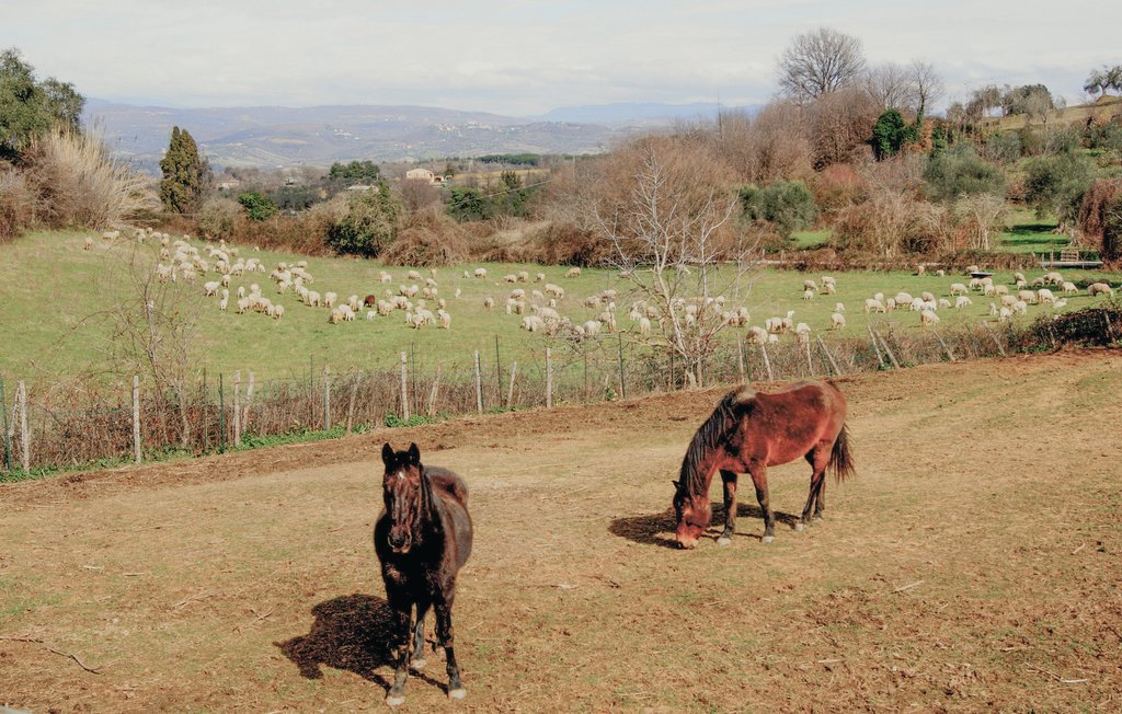 Location de vacances - Castel del Piano , Italie - ITG254 45