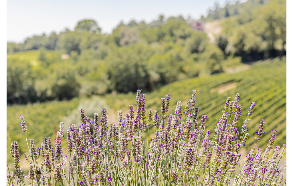 Feriehus - Montecatini Val di Cecina , Italia - ITK260 66