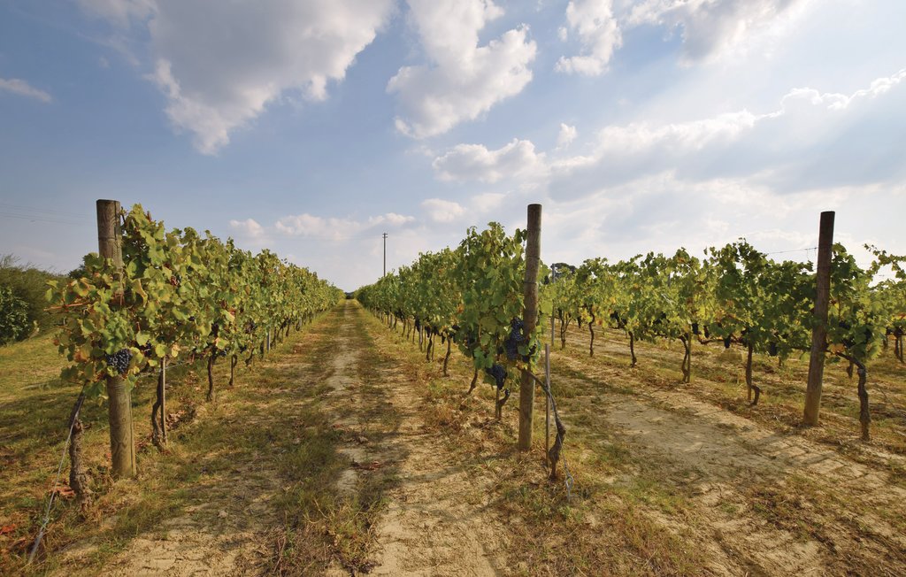 Ferienhaus - Palaia , Italien - ITP535 46