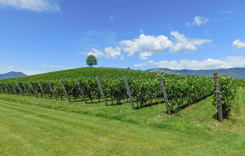 Feriehuse - Orentano , Italien - ITP629 8