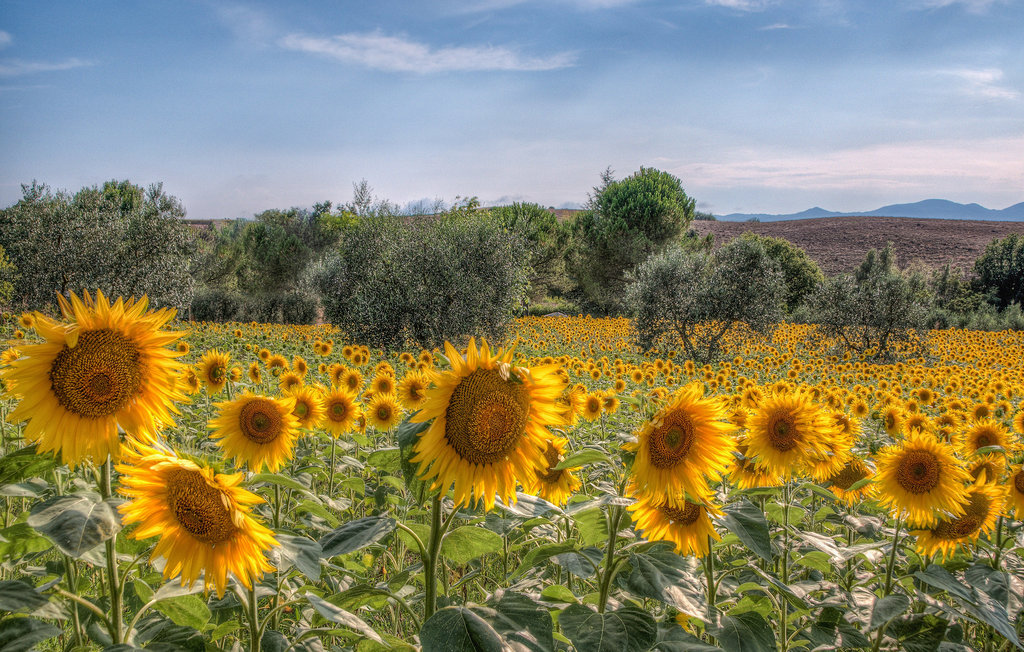 Feriehuse - Buti , Italien - ITP345 16