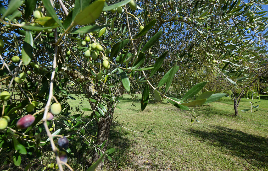 Location de vacances - Fauglia , Italie - ITP011 28