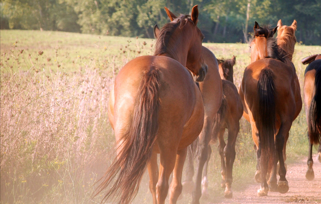 Feriehuse - Ville di Corsano , Italien - ITS030 38