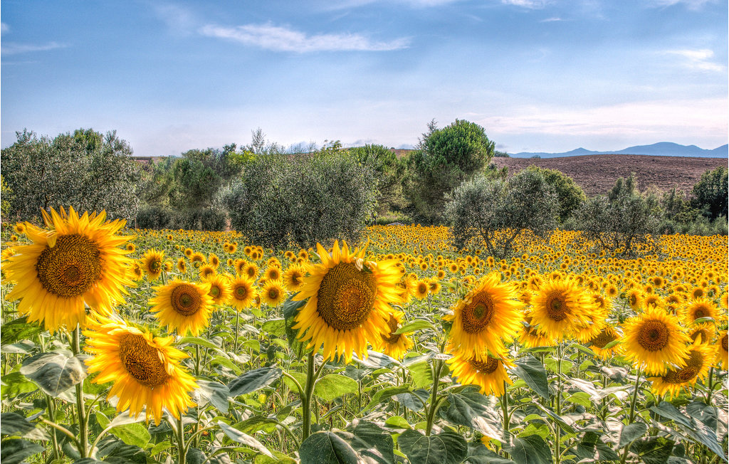 Ferienhaus - Marliana , Italien - ITT346 45