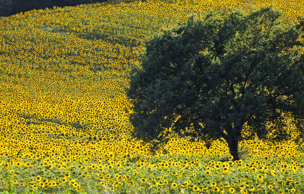 Ferienhaus - Larciano , Italien - ITT331 29