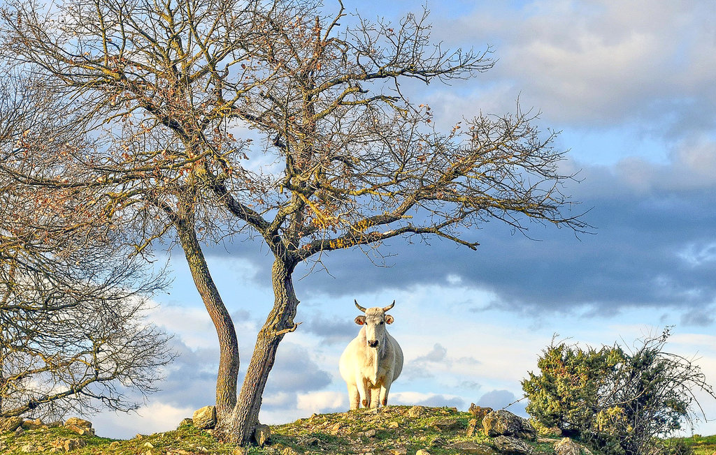 Ferienhaus - San Venanzo , Italien - IUO003 42